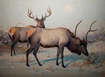 Wapiti, ca. 1850